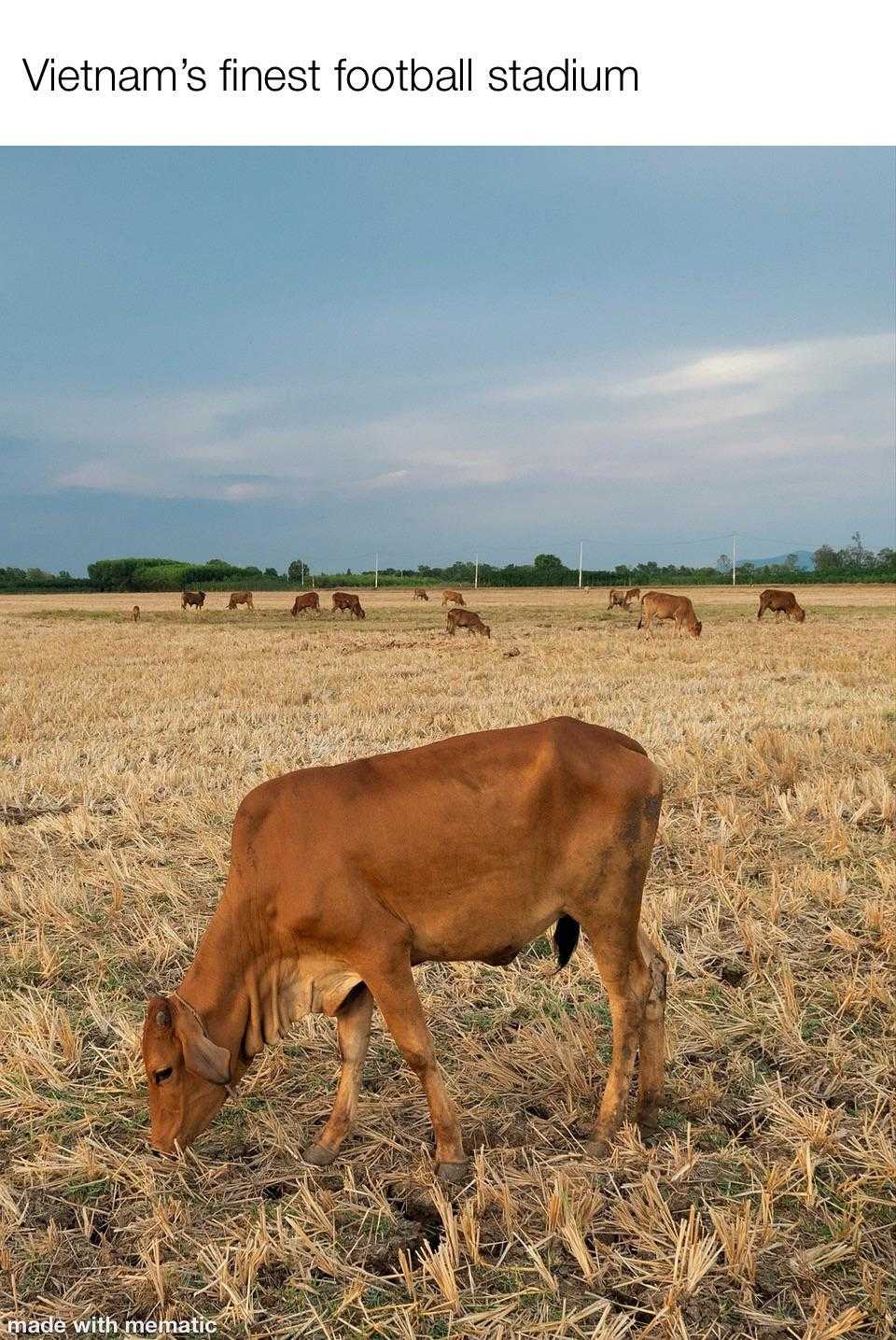 there is a brown cow that is eating grass in a field