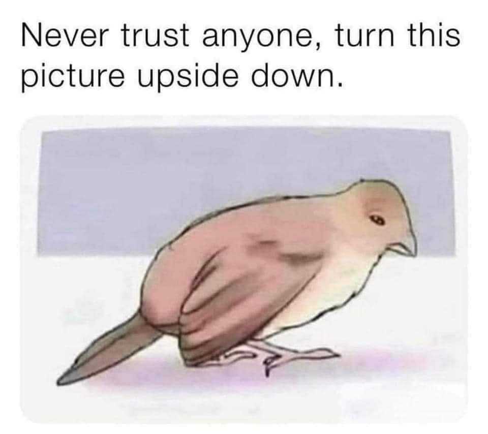 bird sitting on the ground with caption saying never trust anyone, turn this picture upside down