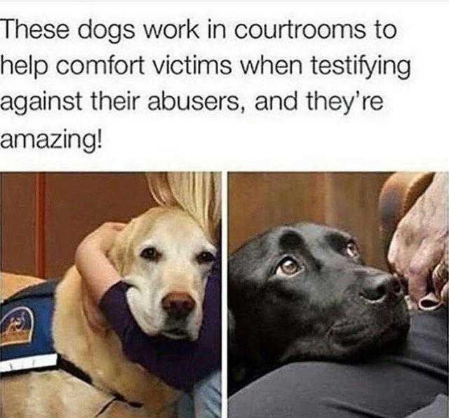 these dogs work in courtrooms to help comfort victims when testify against their abuses and they ' re amazing