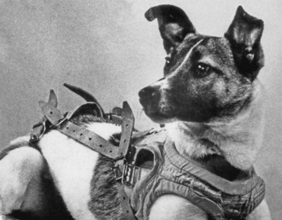 a close up of a dog wearing a harness on a chair