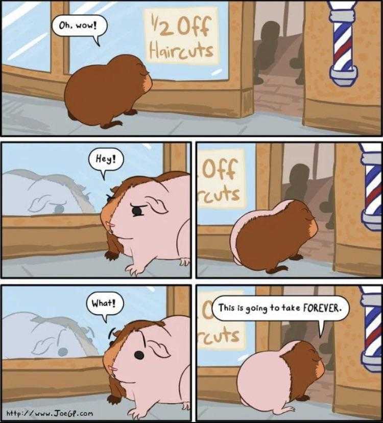 a cartoon of a guinea is sitting in a barber shop