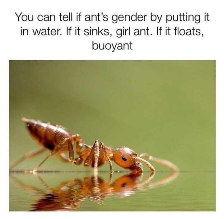 there is a picture of a bug that is standing in the water