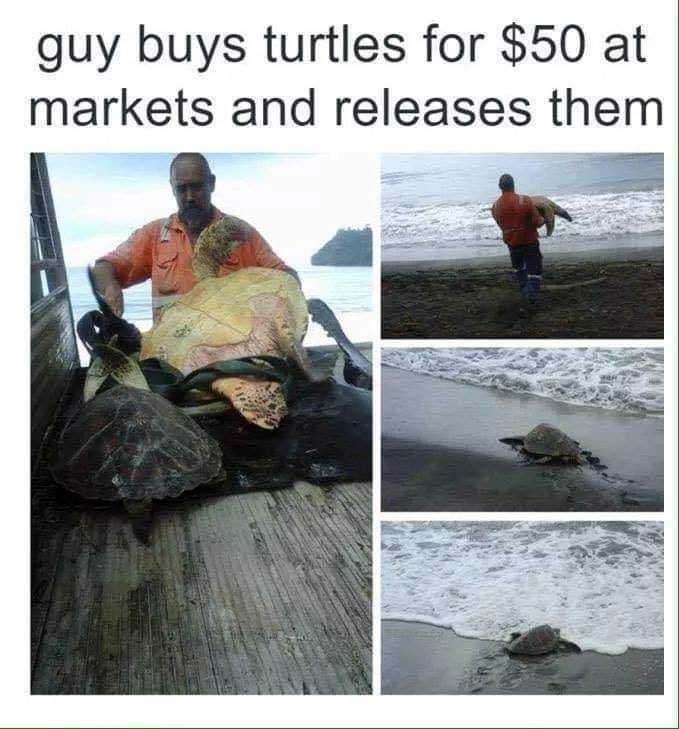 turtle on the beach with a man holding a baby turtle