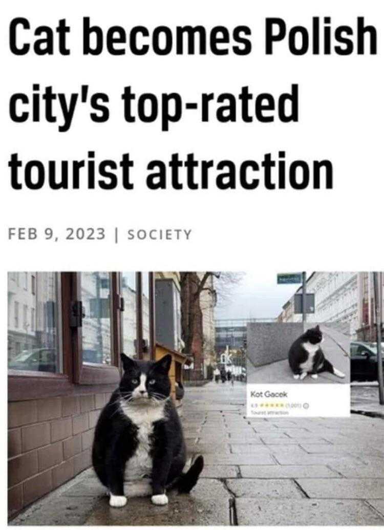 cat sitting on the sidewalk in front of a building