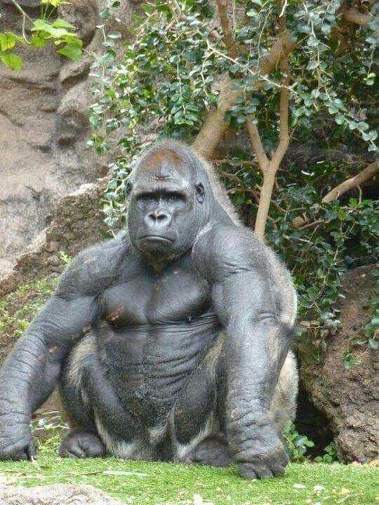 araffe sitting on the ground in front of a rock wall