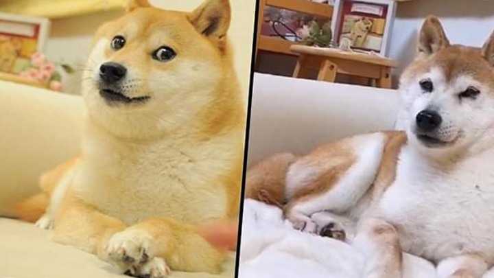 two pictures of a dog and a cat sitting on a couch