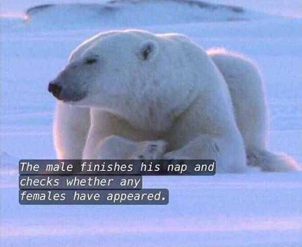 there is a polar bear that is laying down in the snow