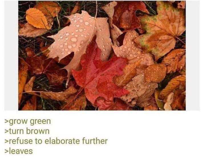 there are many leaves that are laying on the ground