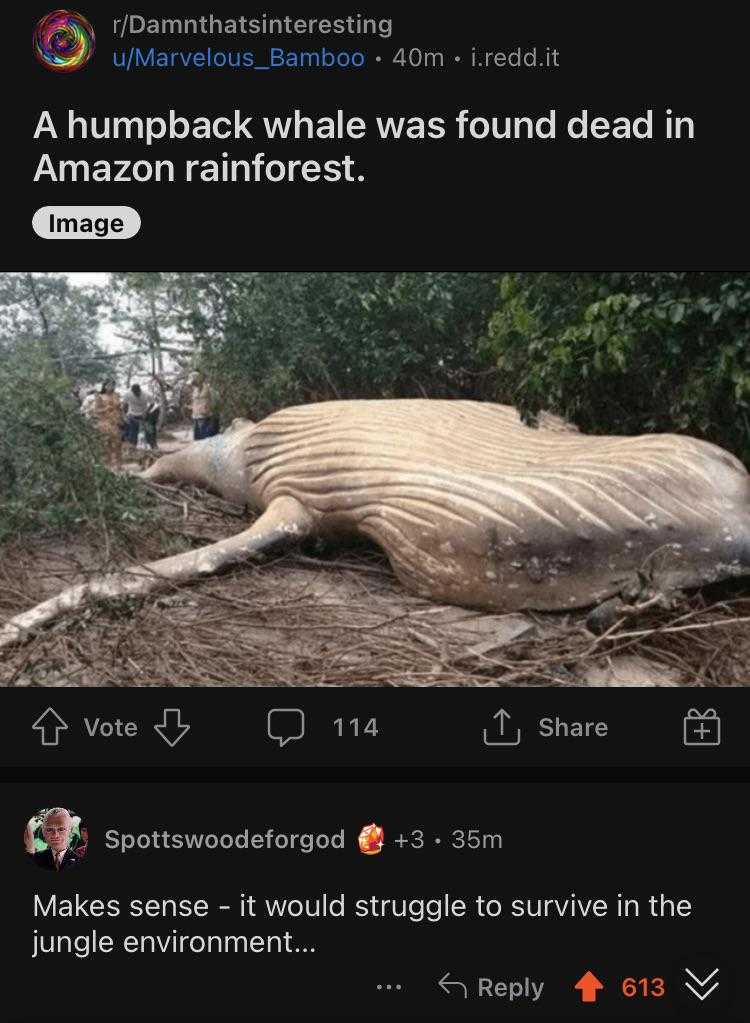 a screenshot of a dead whale in the woods with a caption of a tweet