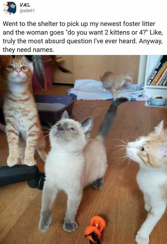 these are three cats standing on a wooden floor with a toy