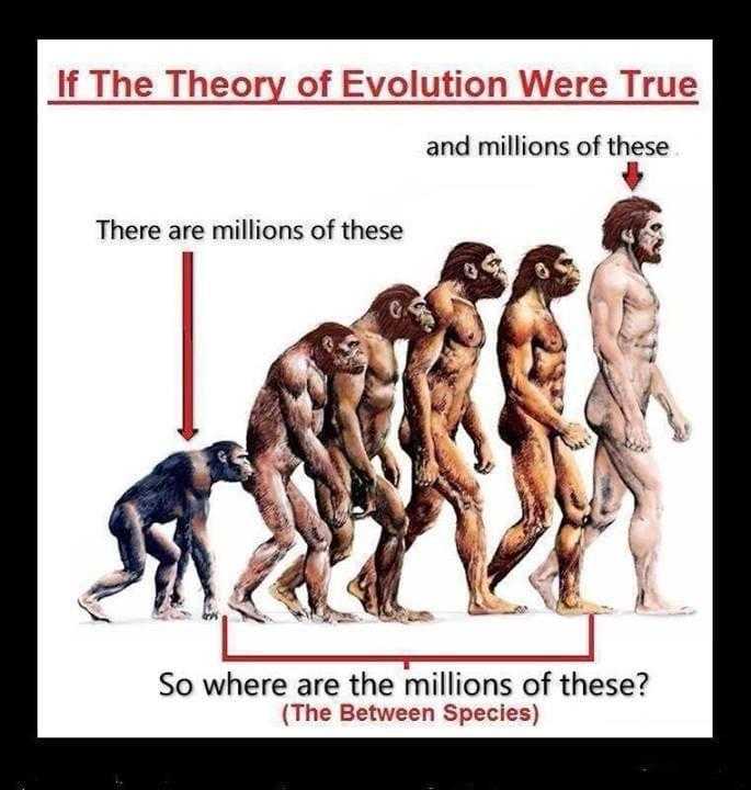 a picture taken from a computer screen shows a diagram of the evolution of humans