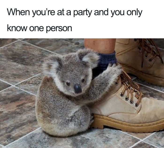 araffe holding a koala in a pair of shoes on a tiled floor