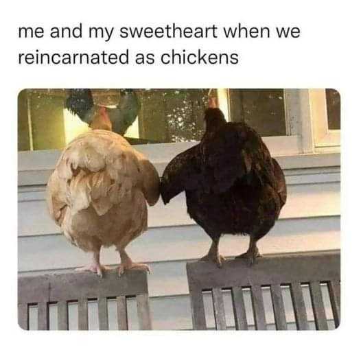 two chickens standing on a bench with a caption that reads, me and my sweetheart when we reinena