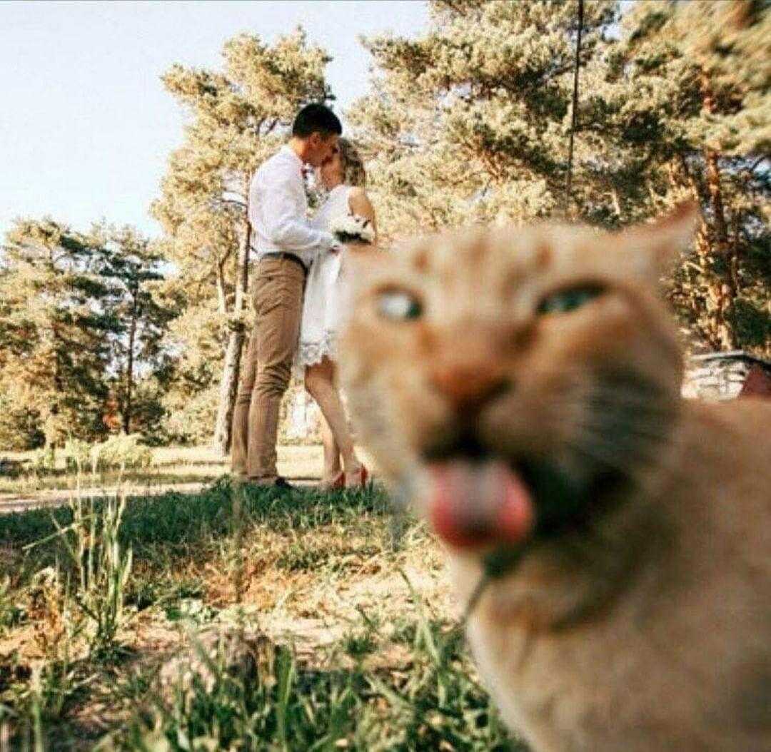 there is a cat that is standing in the grass with a man