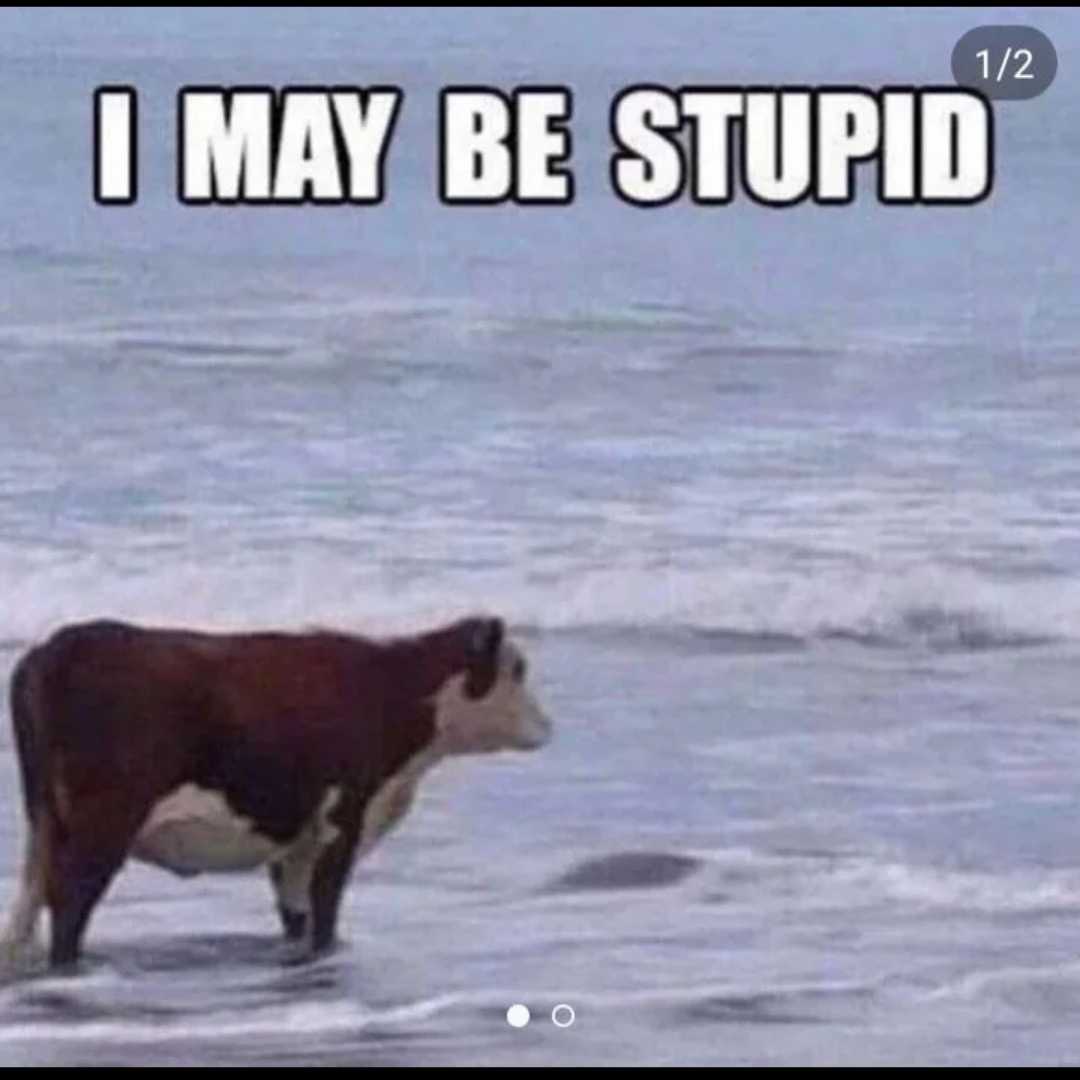 there is a cow standing in the water with a caption in the background