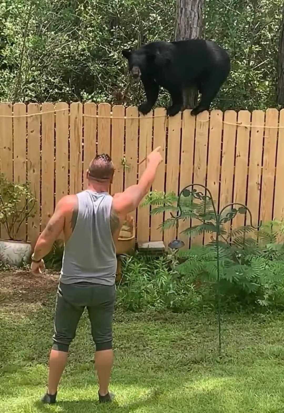 araffe jumping over a fence to catch a black bear