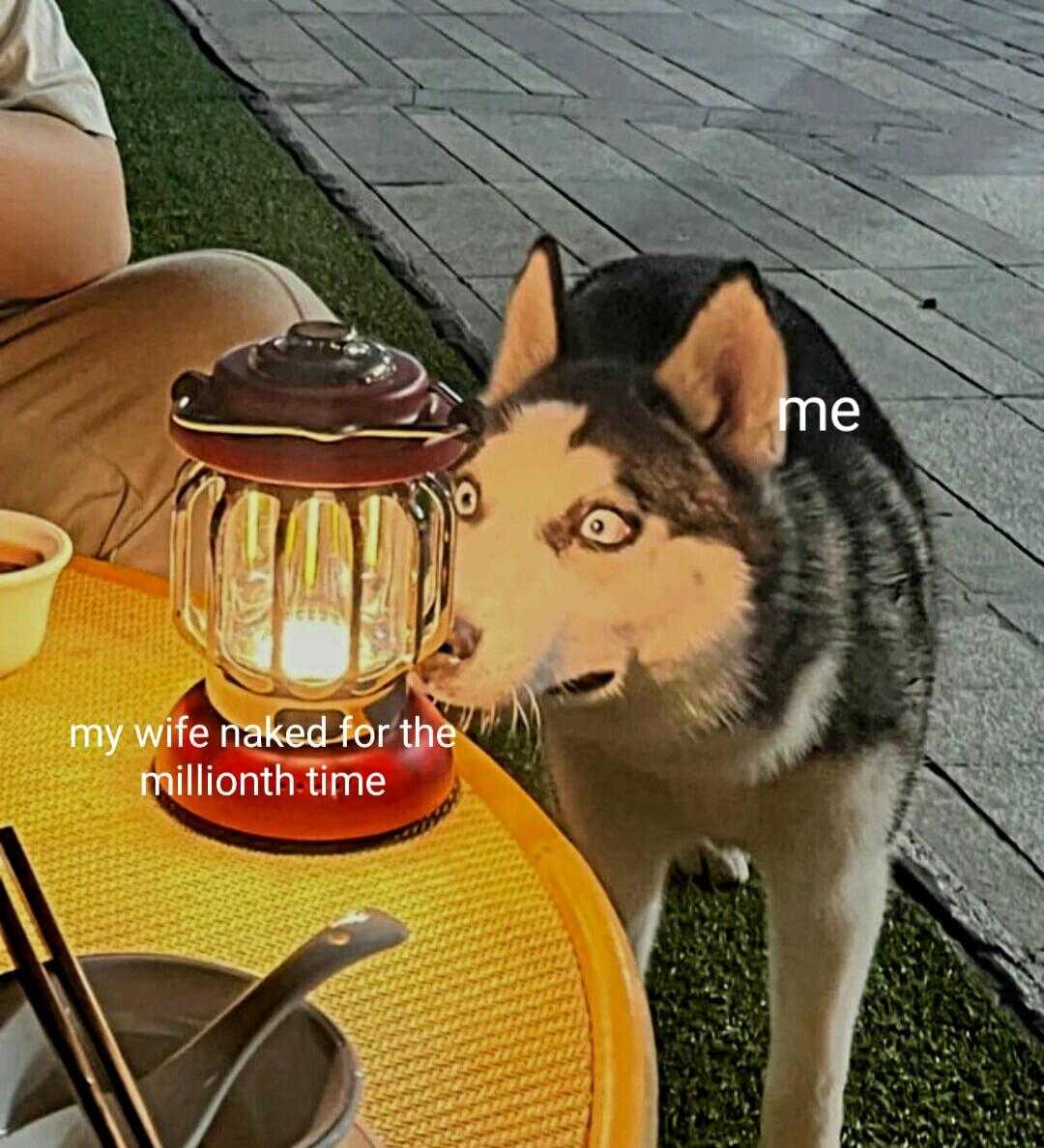 araffe dog standing on a table with a lantern on it