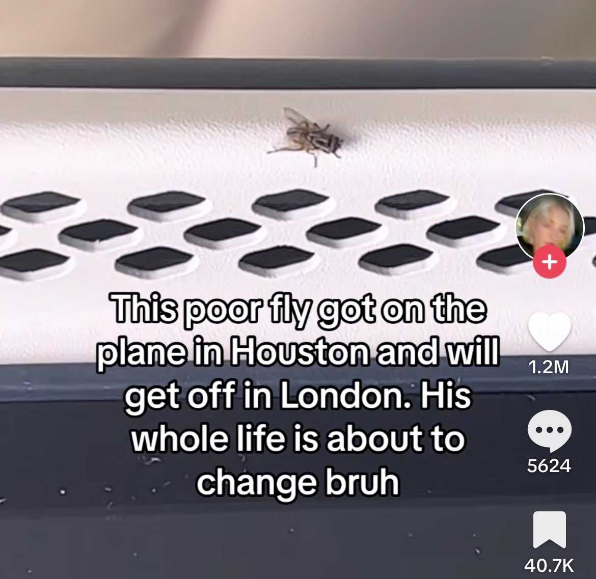 there is a picture of a fly that is on the phone