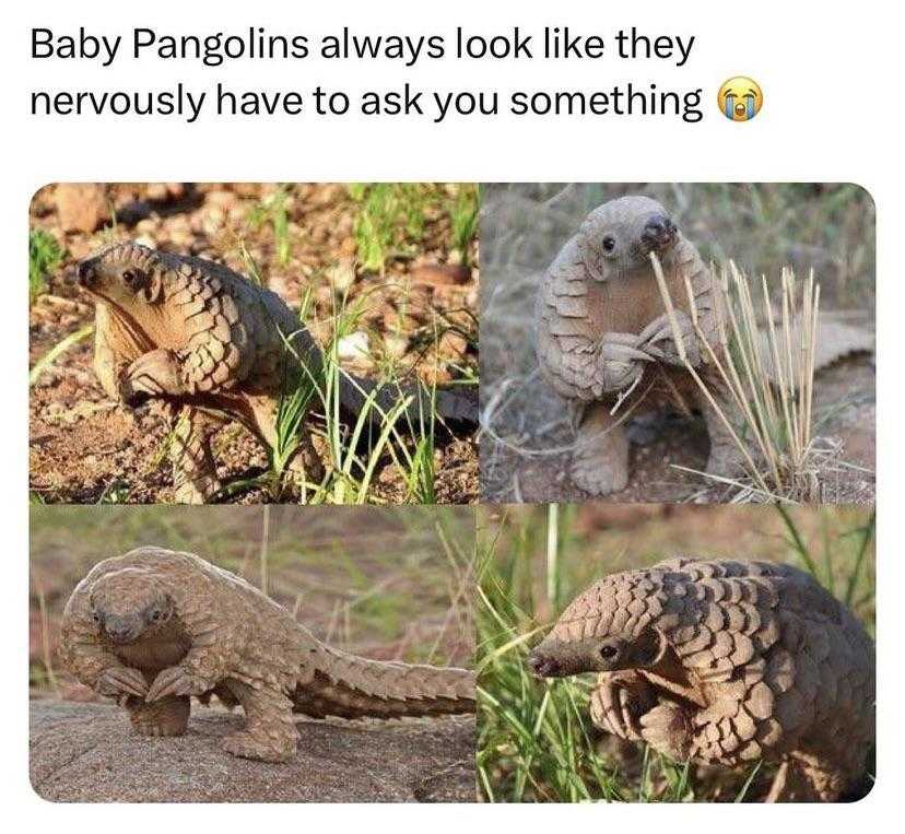 a close up of a baby panglo in the grass with a baby panglo in the background