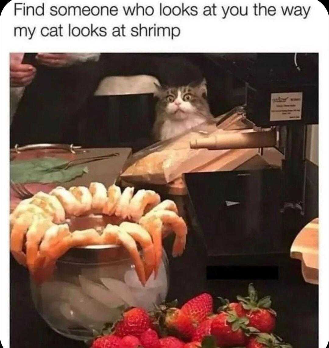 there is a cat that is sitting in a bowl of shrimp