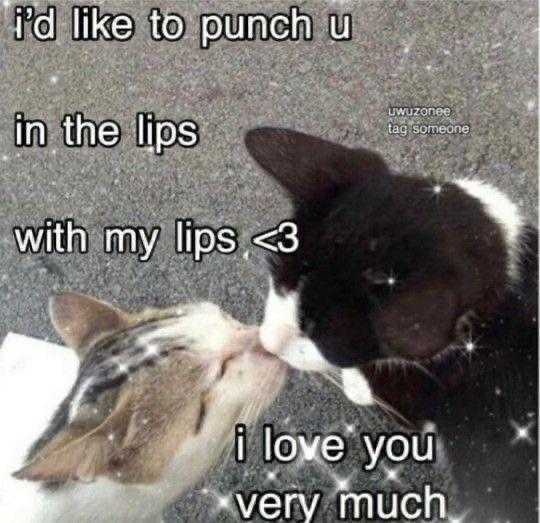 there is a cat that is kissing another cat with a caption