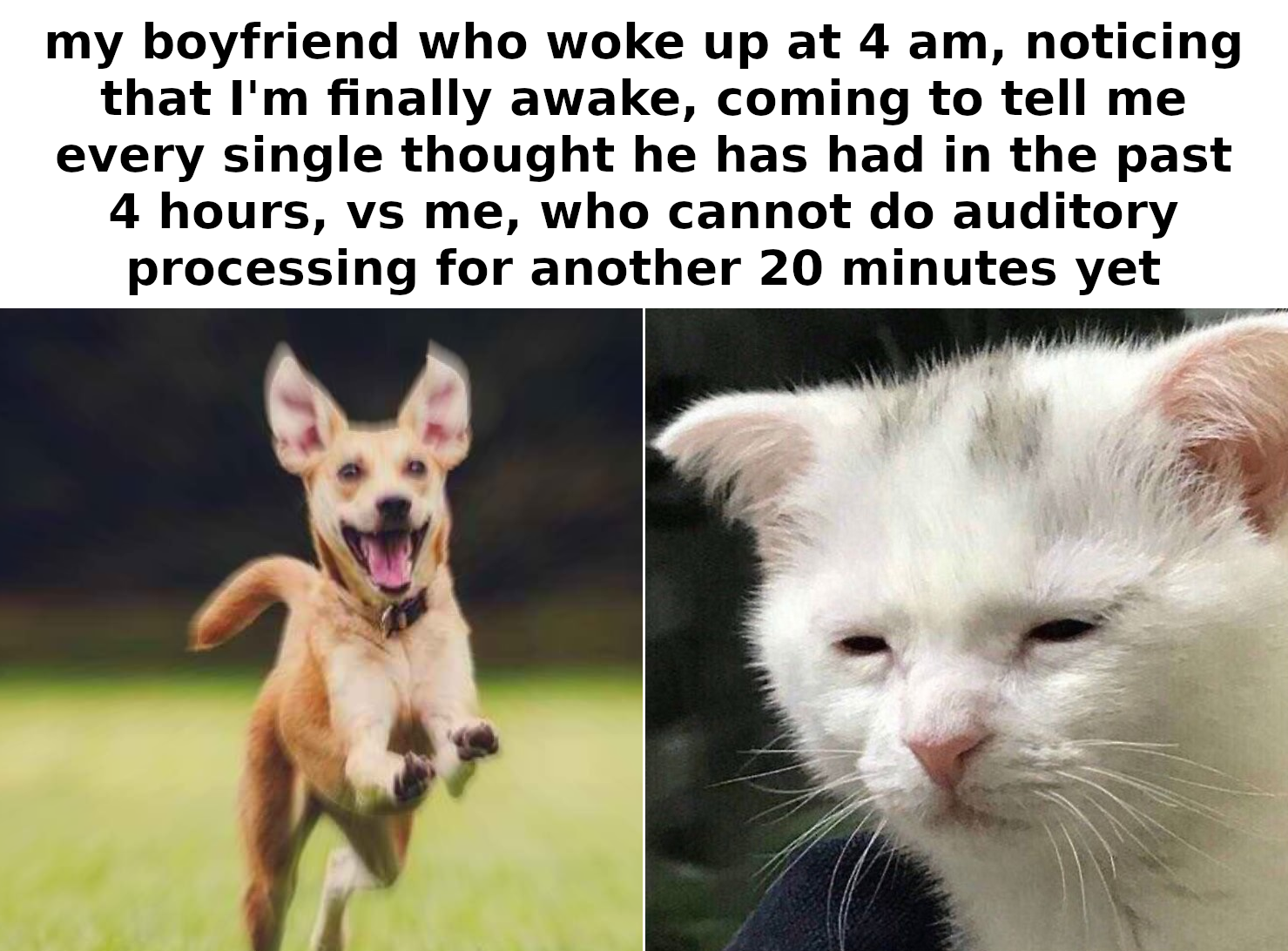 there are two pictures of a cat and a dog in the same picture