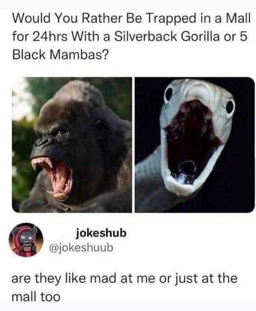 a close up of two pictures of a gorilla with its mouth open