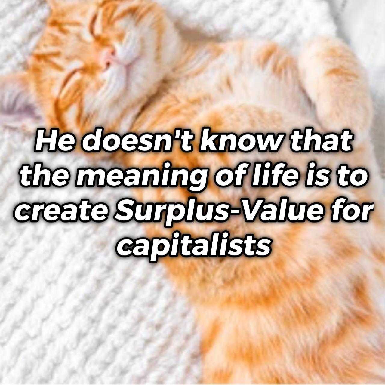 there is a cat laying on a blanket with the caption of he doesn ' t know that the meaning of life is to create surplus value for capitalists