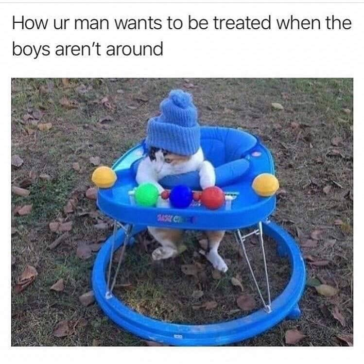 dog in a blue hat sitting in a blue baby walker