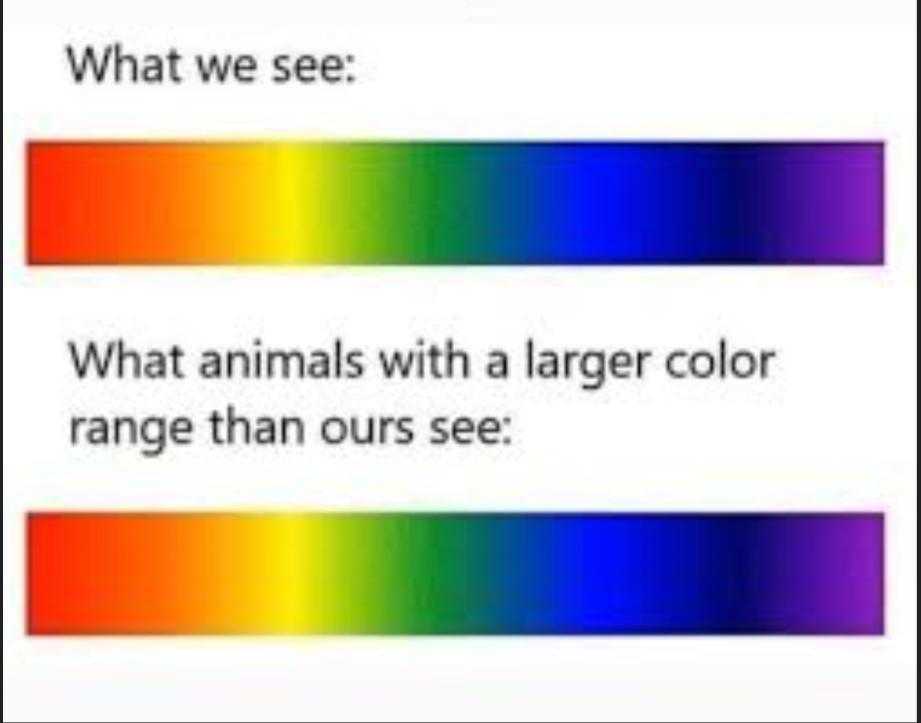 a rainbow - colored bar chart with the words what we see what animals with larger color range than ours see