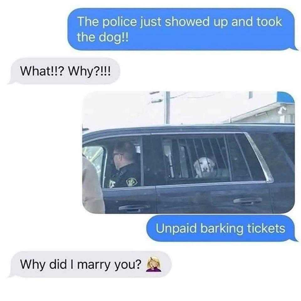 dog in a car with a police officer in the back seat