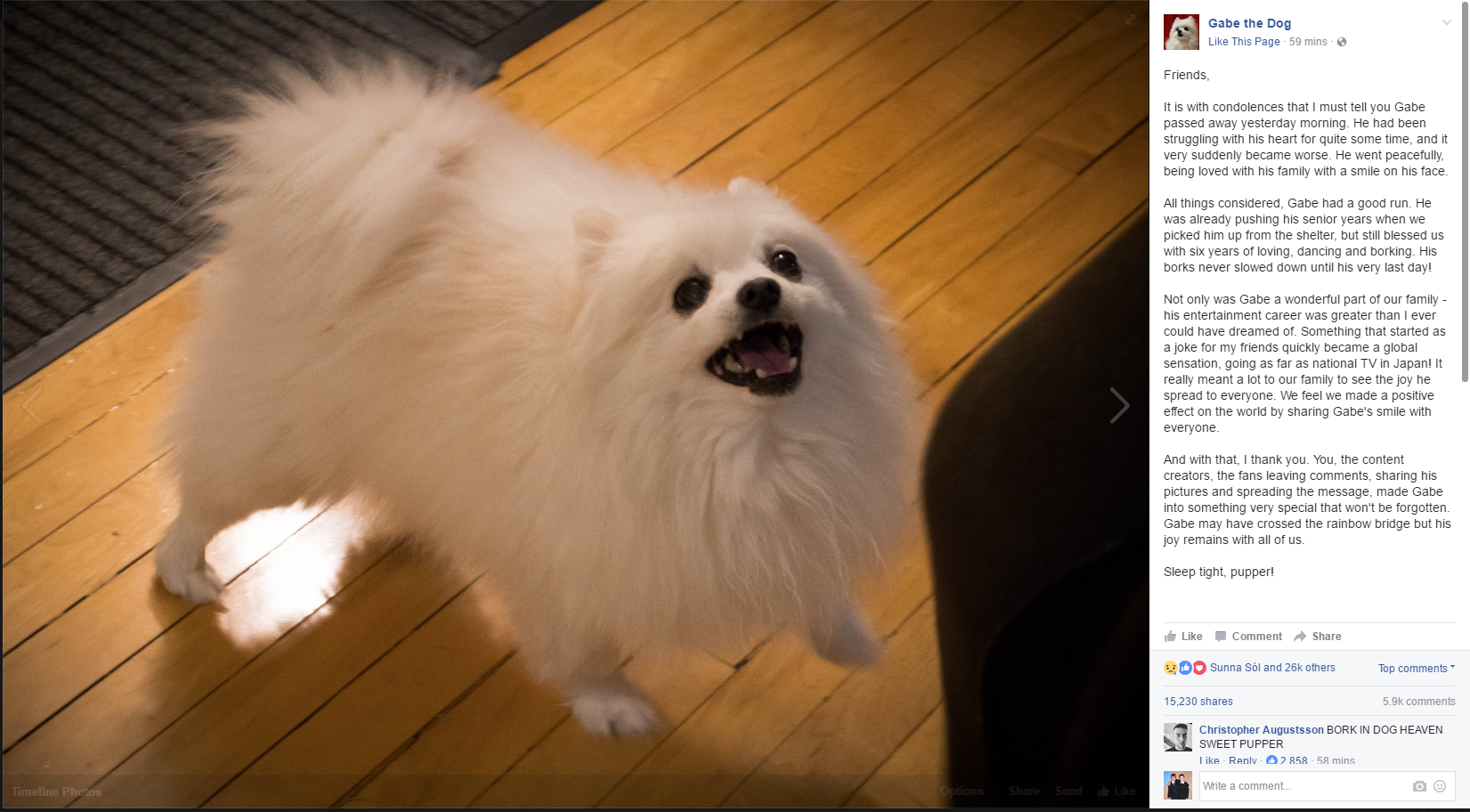 white dog standing on a wooden floor next to a computer screen