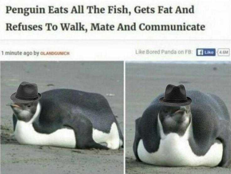 penguin eats all the fish, gets fat and refuses to walk, mate and communicate