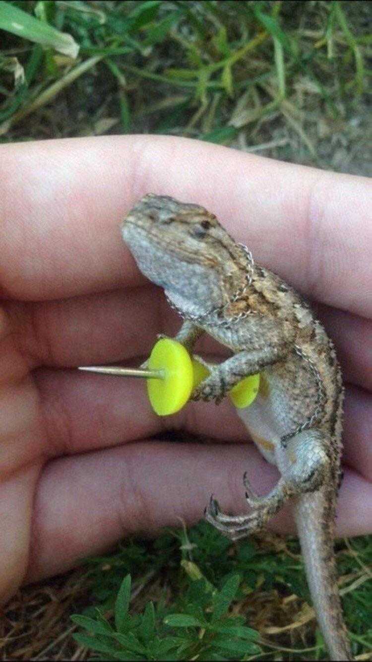 someone holding a lizard with a yellow ball in their hand