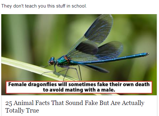 a close up of a dragonfly on a leaf with a caption