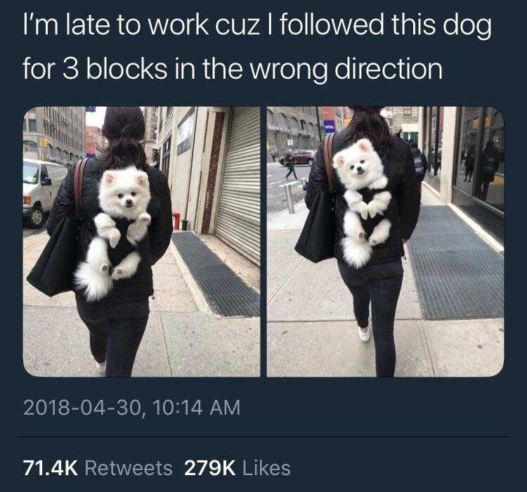 dog in a backpack walking down a city street