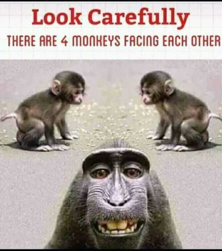 there are four monkeys facing each other with a caption of a monkey