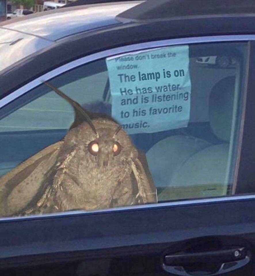 owl sitting in a car with a sign on the window