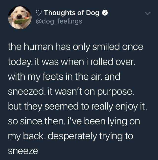 a dog with a sad face and a caption that reads, the human has only smile once today