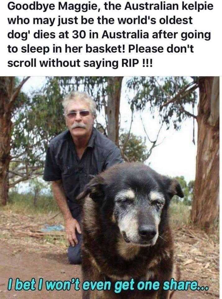 dog with a man kneeling next to it with a caption that reads, godye mag