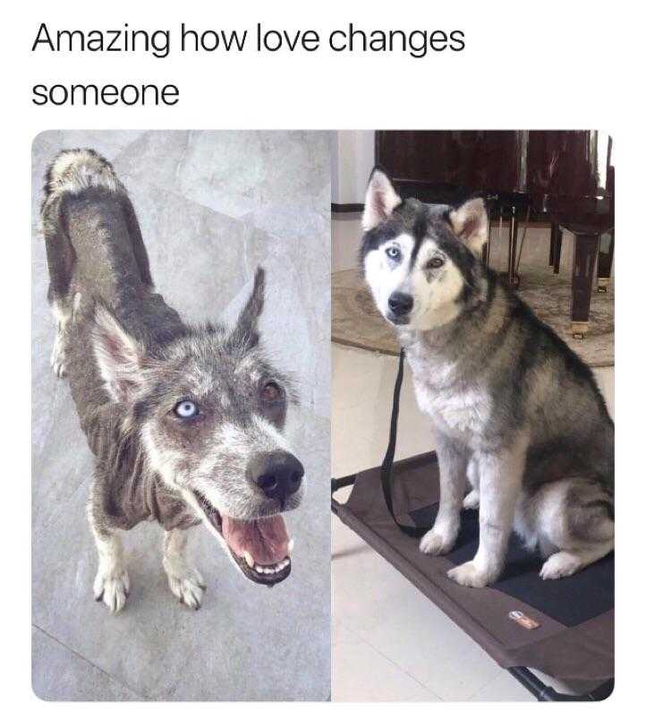 dog sitting on a mat with a leash and another dog standing on a leash