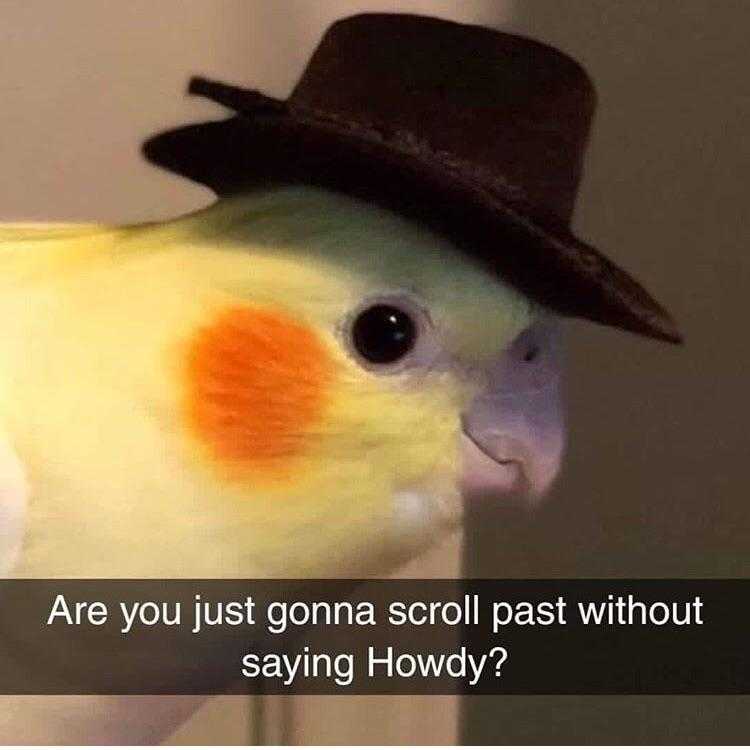 there is a bird with a hat on its head and a caption that reads are you just gonna scrobble without saying how?