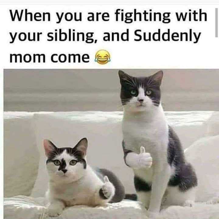 there are two cats sitting on a couch with a caption of a cat saying, when you are fighting with your sibling, and suddenly mom come