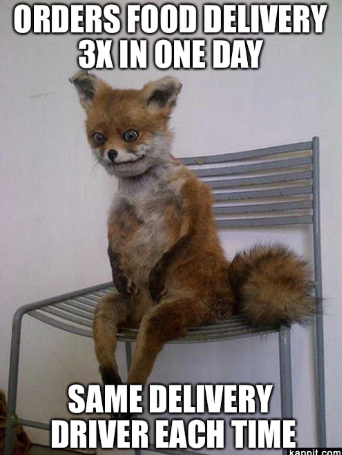 fox sitting on a chair with a caption of orders food delivery 3x in one day same delivery driver each time