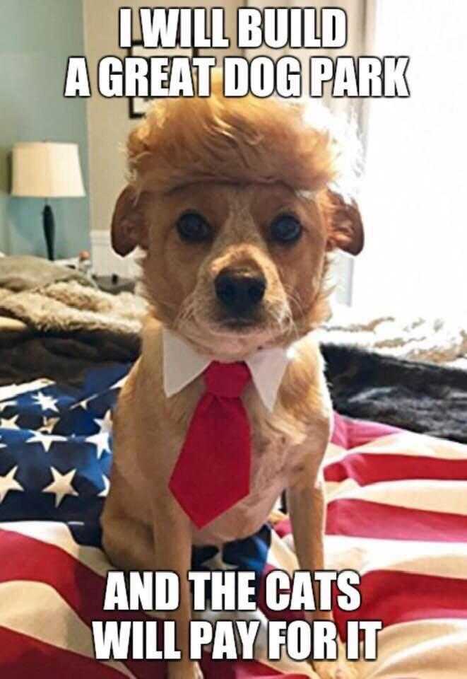 dog wearing a tie and a tie on a bed