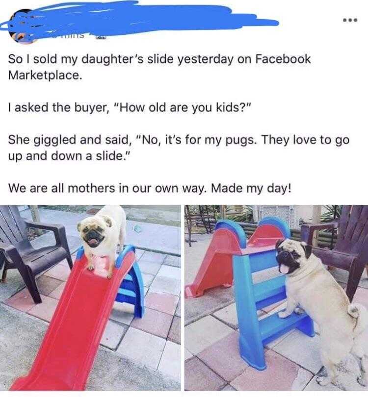 a close up of a dog on a slide with a caption of a dog on a slide