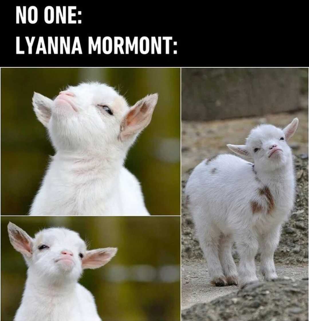 there are four pictures of a baby goat with a caption of a caption