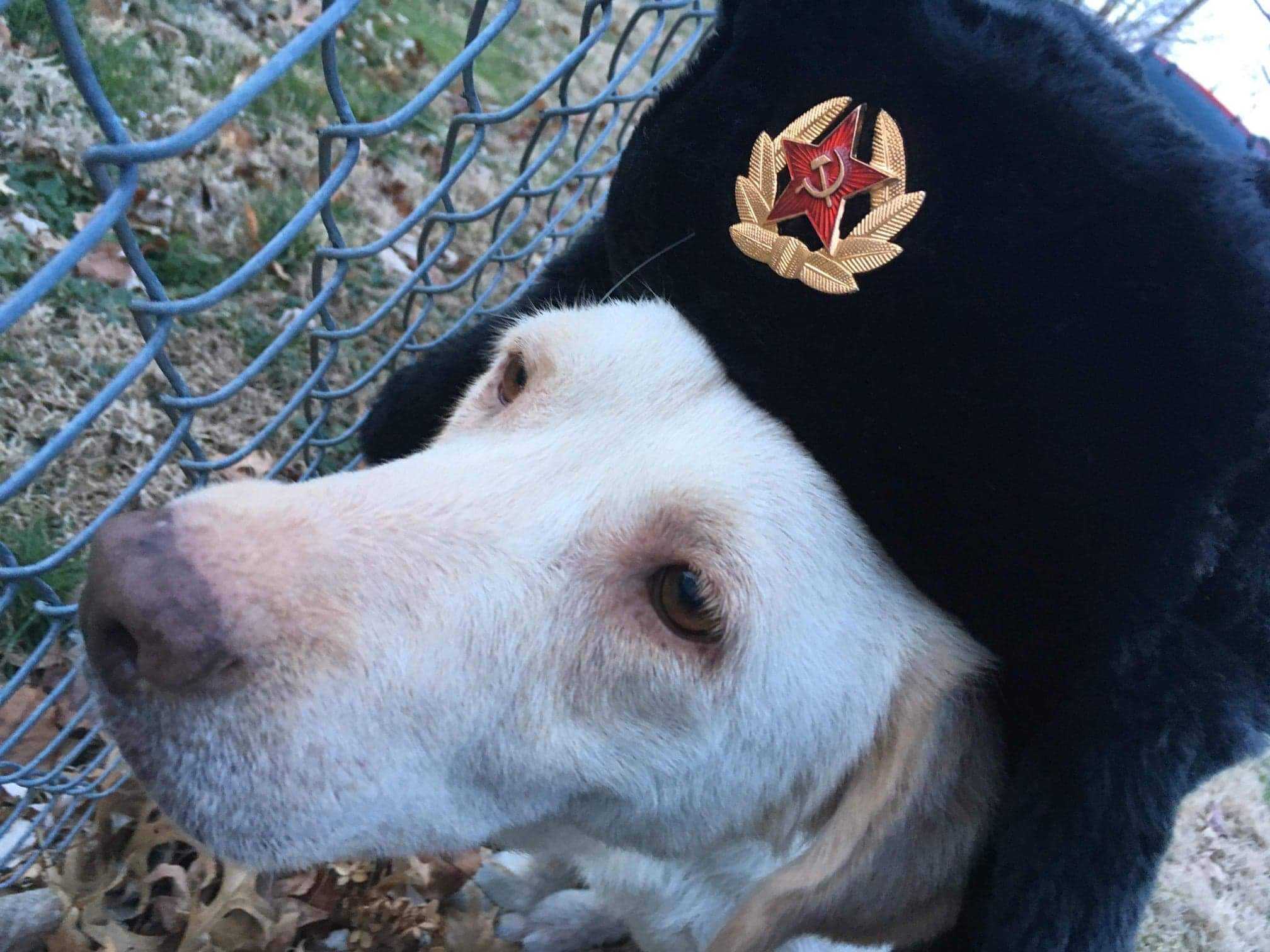 araffe dog wearing a black hat with a red star on it