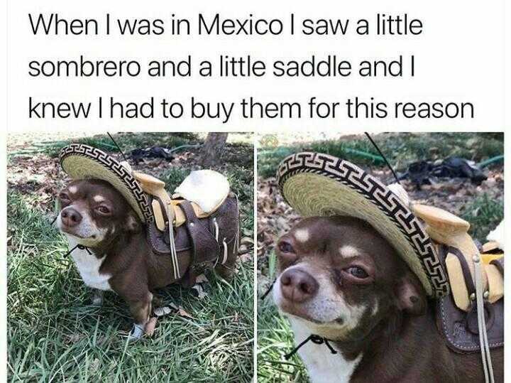 chihuahua wearing a sombrero and a hat