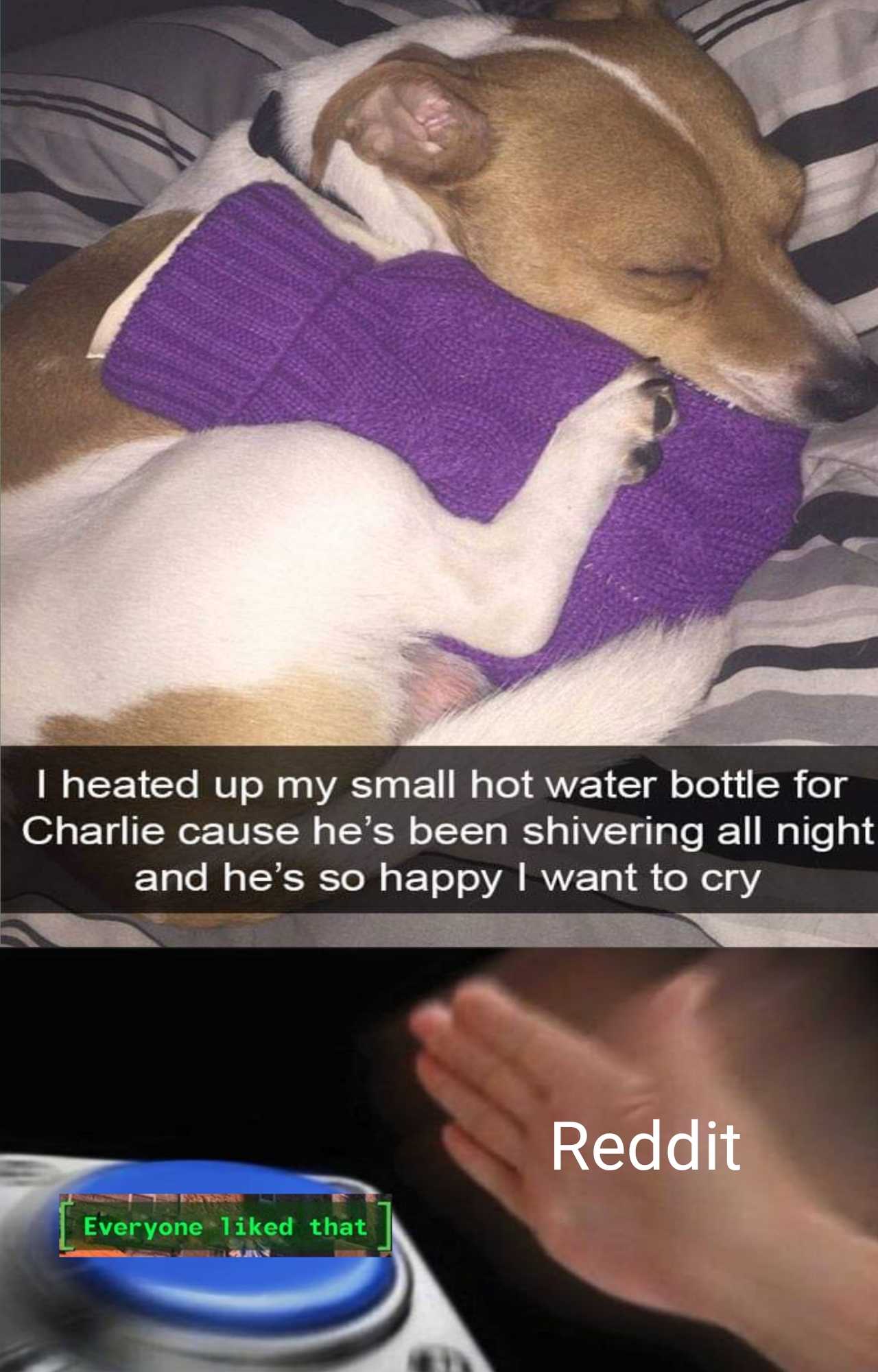 there is a dog that is sleeping on a pillow with a bottle